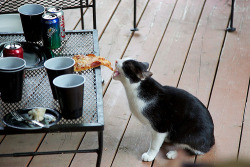 meowgon:  YO LET’S ORDER PIZZA GIVEAWAY