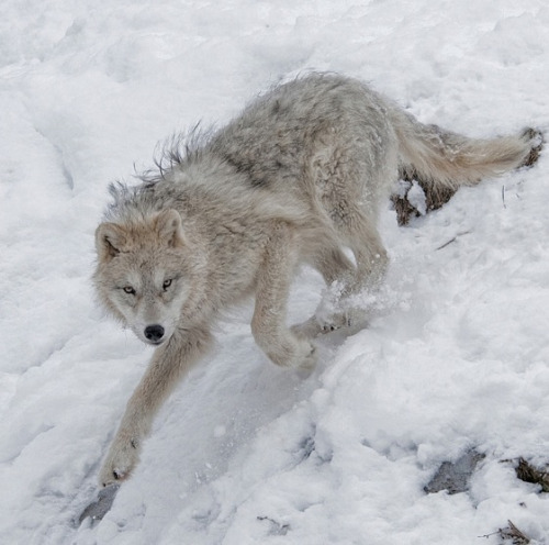 wild-heartedx:Arctic Wolf (Paul Garner)