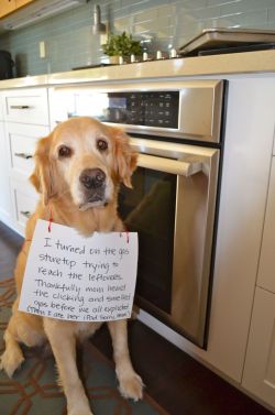 queennubian:  thagoodthings:  dogshaming: