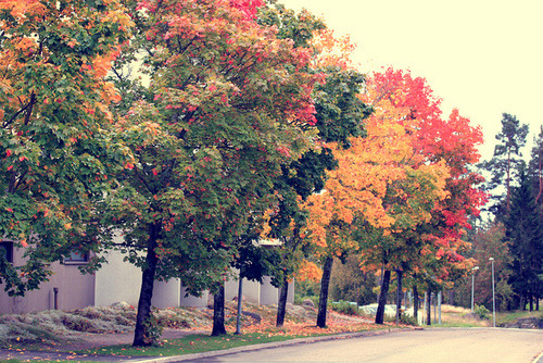 smiles-are-beautiful:  amo los arboles en otoño *-* 