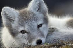 iainyork:                                sleepy arctic fox