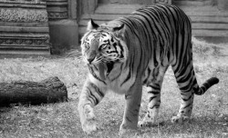 tigersareforever:  Bengal Tiger http://flic.kr/p/9N9nmN discovered via http://www.flicktasticapp.com