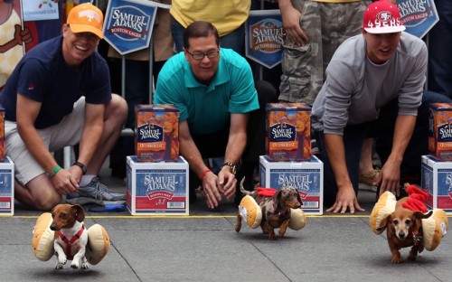 allcreatures:  6th annual John Morrell ‘Running of the Wieners’ race in Cincinnati, America Picture: KeystoneUSA-ZUMA / Rex Features (via Pictures of the day: 24 September 2012 - Telegraph)