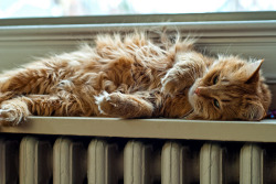 4dele:  Lounging on the radiator after a