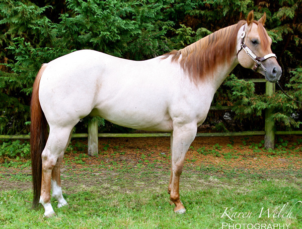 Blue roan quarter horse stallion