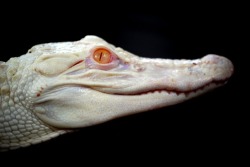 paribanou:  An Albino alligator as seen in
