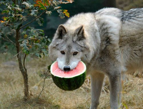 justonebreathatatime:  crazysexyfierce:  laughing-fit:  catbountry:  cloudstarwolf:  thegreenwolf:  Source.  How can I not reblog wolf with a watermelon?!  Wolfermelon.  WOLFERMELON  Hahaha omg I like to squint my eyes to pretend he’s got a huge smile