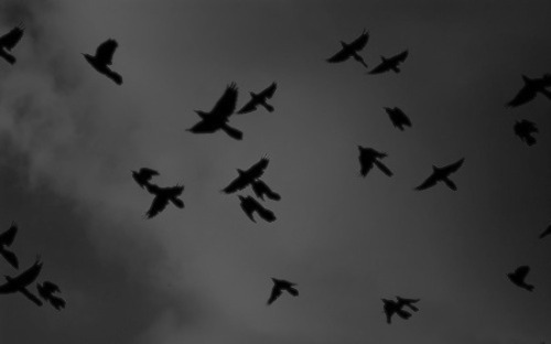 apoetreflects:“There is some realm where feelings become birds and dark sky, and spirit is more soli