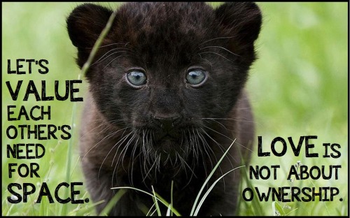 A COLLABORATION WITH: ahhhhsarah [IMAGE DESCRIPTION: A BABY BLACK PANTHER STANDS IN A GRASSY, OPEN F