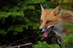 phototoartguy:  Fox by zircon_215 