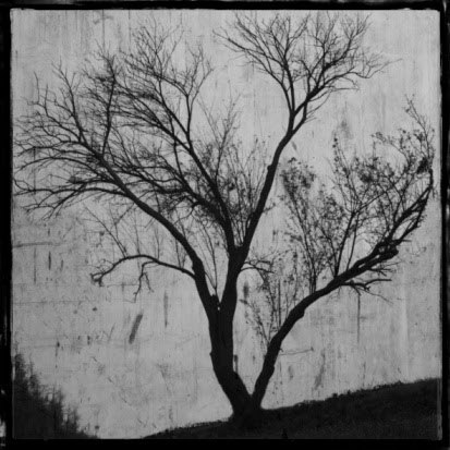 El amor es como un árbol en el mas frío y triste invierno sus ramas están secas pero sus raíces aun permanecen mojadas por tal razón sobreviven la estación, de la misma manera también sus heridas... aun que en la mas hermosa primavera retoñen