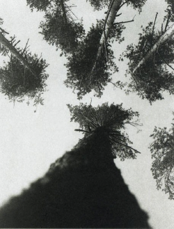 mythologyofblue:  Aleksandr Rodchenko, Pine Trees in Pushkin Park, 1927 