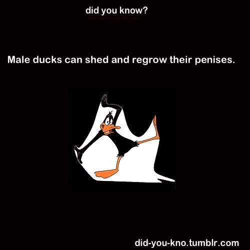 did-you-kno:  Source