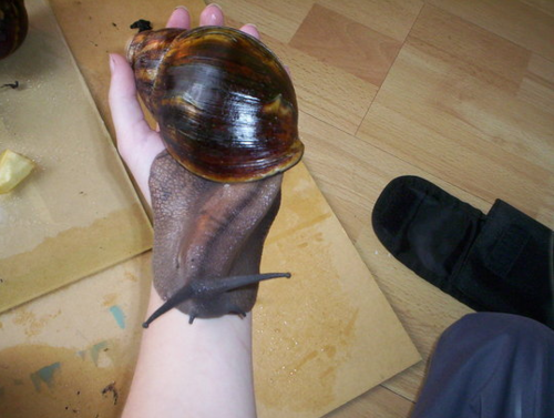 babycuts:  marconigram:  Excessive amount of snail - Imgur  <3 cute <3 
