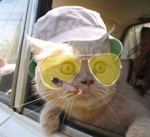 fear and loathing in las vegas