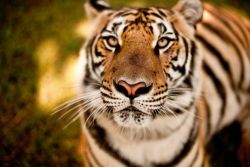  up close and personal with a tiger in chiang mai,  thailand.                                                      photography by patrice carlton 