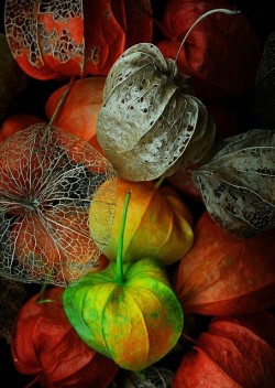  PHYSALIS, one of my favorites!! 