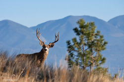 thegentlemenssportingclub:  Venison has a higher protein content and lower cholesterol content than beef. 