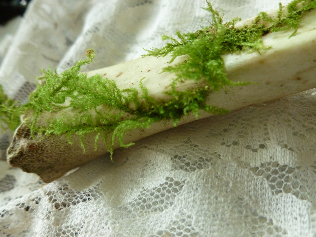ostealjewelry:  own. mossy bones. 