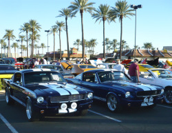 Ford Mustangs