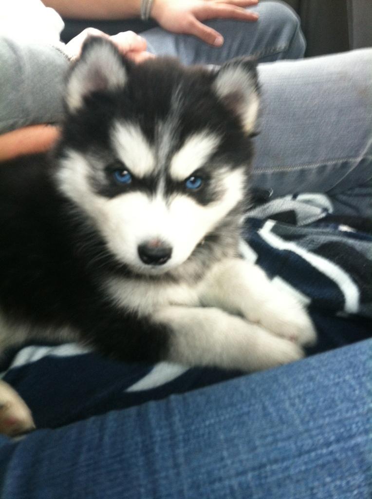 Husky love ♥ on Tumblr: My pup looking evil haha