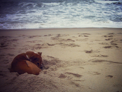 Dog on the beach.
Maresias Beach - São Sebastião, Brazil