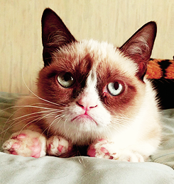   Derek Hale is the grumpy cat.  reblogging this again because it’s the best post