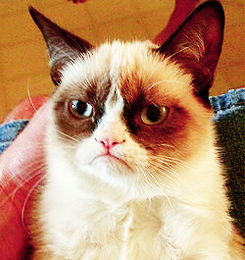   Derek Hale is the grumpy cat.  reblogging this again because it’s the best post