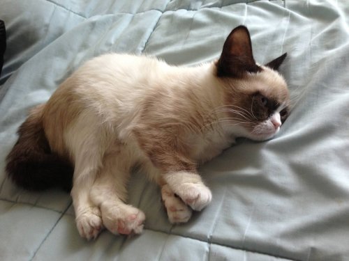 porcelainbat:  stayouttamyshedguys:  honeybunchesofbucky:  I CANT STOP REBLOGGING GIFS AND PHOTOSETS OF THIS FUCKING CAT   this cat has the cutest face/body ever…is it a breed or a deformity?  It better be a breed so I can have one. 