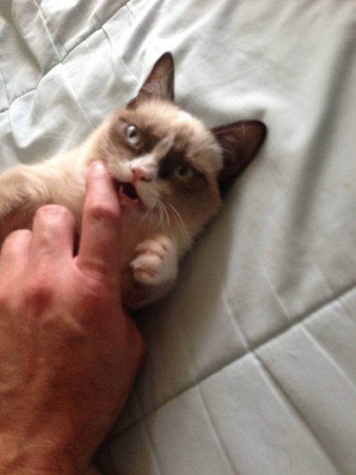 porcelainbat:  stayouttamyshedguys:  honeybunchesofbucky:  I CANT STOP REBLOGGING GIFS AND PHOTOSETS OF THIS FUCKING CAT   this cat has the cutest face/body ever…is it a breed or a deformity?  It better be a breed so I can have one. 