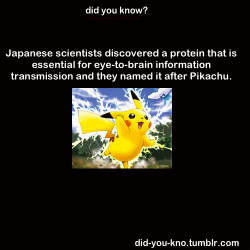 did-you-kno:  Protein: Pikachurin Source 