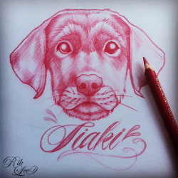 riklee:  We recently adopted a little labrador. His name is Tiaki and he’s a rascal. When he’s not eating my shoes he’s hanging beside me in the studio while i draw… and the other day i drew him.x 