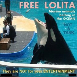 save-lolita:  Watch Lolita: Slave to Entertainment. 