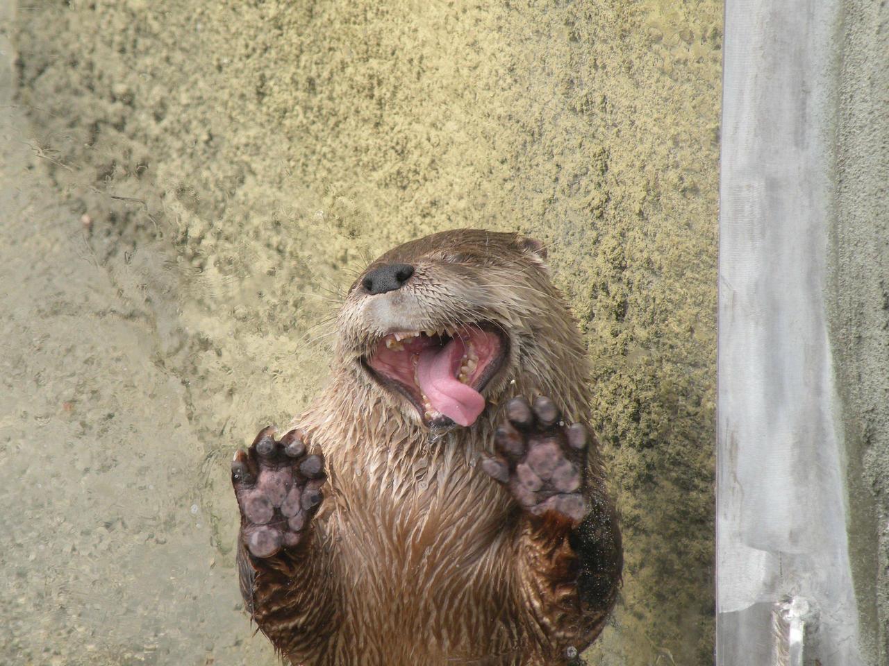 aladone:  i like otters i mean  how can you not like this 