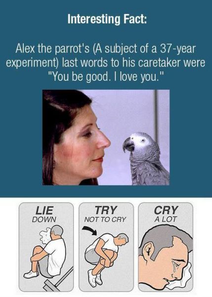 m3talgods:  T________T. At least she treated him well and he lived a good life.  