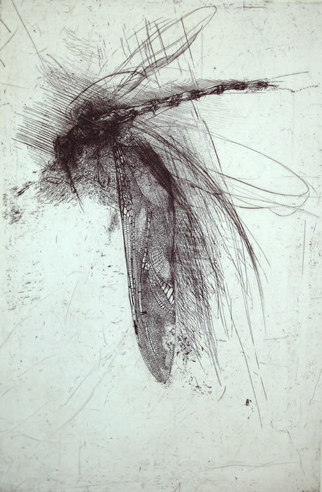 iamjapanese:    Lanfranco Quadrio（Italian, b.1966） Dragonfly with large wing   1997 engraving