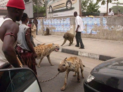 themaskednegro:  miguelmagnus:  YOOOOOOOOOOOOOO THESE NIGGAS GOT HYENAS?  YO SON DEM NIGGAS GOT FUCKIN’ BABOONS 