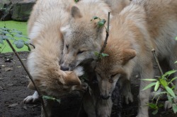 wolveswolves:  Hudson Bay wolf pups at Artis Zoo Amsterdam by wolveswolves They’re around 6 months old now 