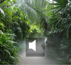 sexponents:  silence in the rainforest 