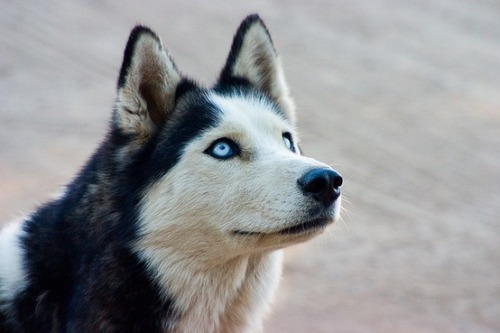 For the love of Huskies.