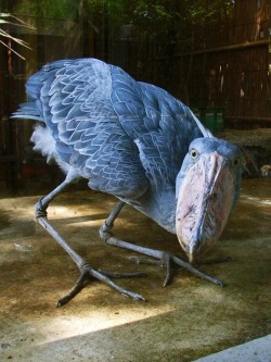 kyuubeymon:  the-milk-eyed-mender:  pigeonfancier:  bluelightseven:  ufansius:  Shoebill (Balaeniceps rex)  When people need to be convinced of the whole “birds are dinosaurs, no really&quot; thing, the Shoebill here is who gets pulled up.  JEEZ,