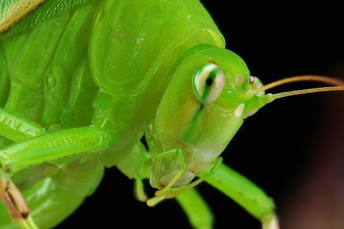 sinobug: Katydid or Bush Cricket (Phaneropteridae) Pu'er, Yunnan, China See more Chinese grasshopper