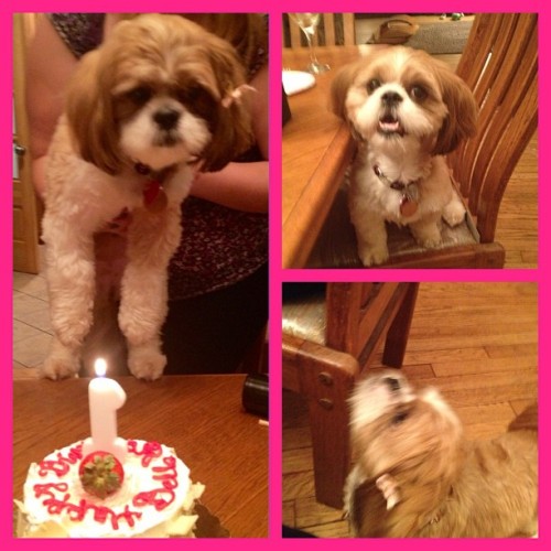 #birthday #1stbirthday #puppy #puppyparty #baby #shihtzu #shinese #pekingese #cake #birthdaycake (Ta