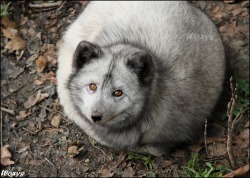 thankyouforthedildos:  fangrrrling:  artist: woxys photographer says THIS FOX IS NOT FAT, AND THIS FOX IS NOT ILL. IT IS ONLY IN ITS EXTREMELY FLUFFY WINTER COAT AND IS CURLED IN TYPICAL FOX SLEEPING POSITION. THAT’S WHY SHE LOOKS SO ROUND.    Adorable.