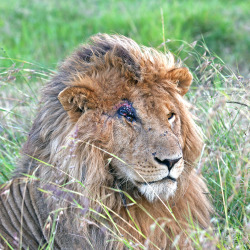 llbwwb:  Wounded King of the Marsh (by MAC-Kenya)