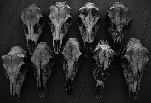 Bat Skulls.