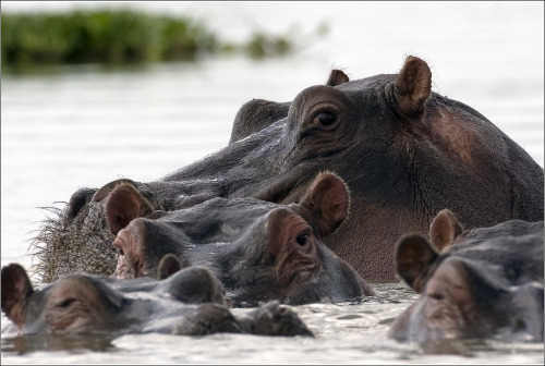 llbwwb:Hippos (via Eye to eye - Игорь Гущин - LensArt.ru)