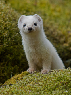 llbwwb:  Just another stoat (by hauken87)