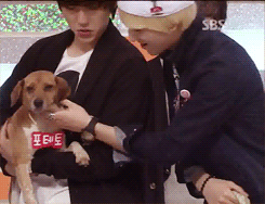 orange-sandeul:  Lee Sandeul and dogs 