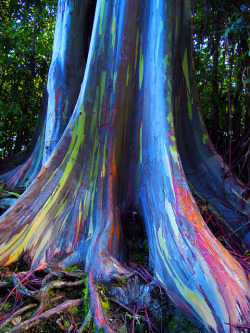 geneticist:  Rainbow Eucalyptus trees shed their bark at different rates, freshly revealed patches will reveal a bright green color, which then darkens to give orange, maroon, and blue colors. (via) 